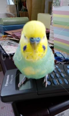 迷い鳥の写真