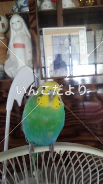 迷い鳥の写真