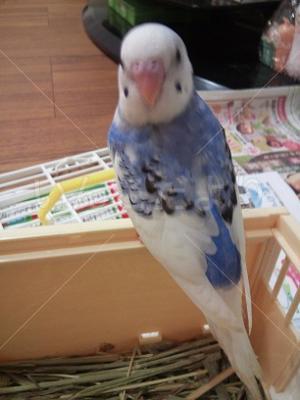 迷い鳥の写真