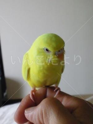 迷い鳥の写真