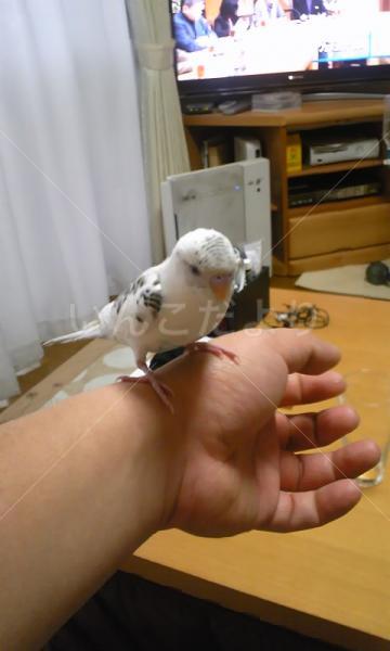 迷い鳥の写真