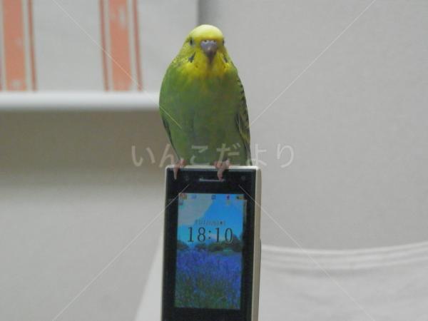 迷い鳥の写真