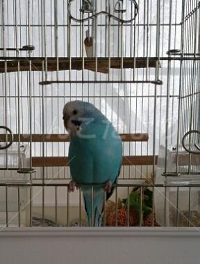 迷い鳥の写真