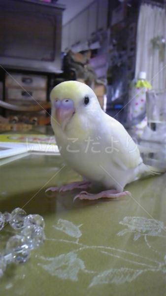 迷い鳥の写真