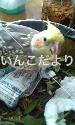 迷い鳥の写真