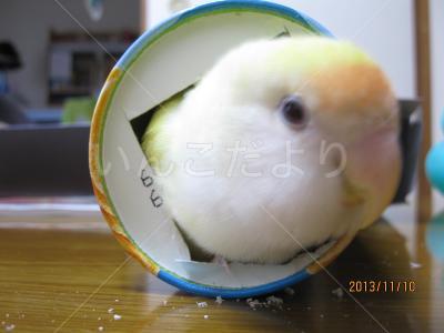 迷い鳥の写真