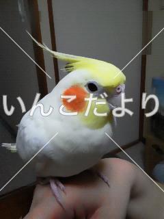 迷い鳥の写真