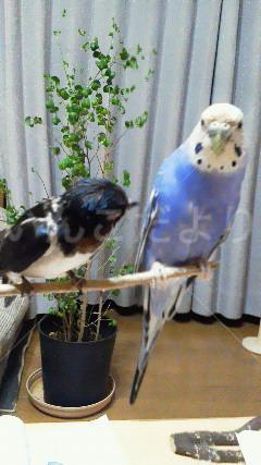 迷い鳥の写真