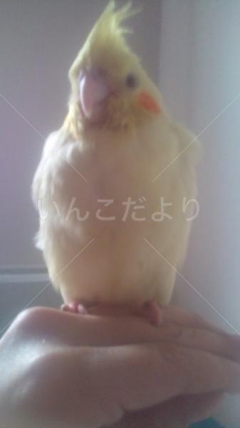 迷い鳥の写真