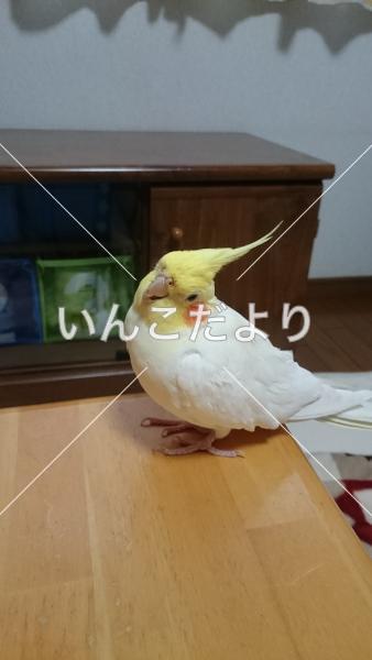 迷い鳥の写真