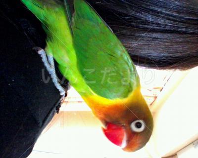 迷い鳥の写真