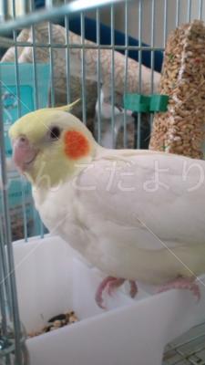 迷い鳥の写真