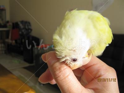 迷い鳥の写真