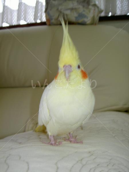 迷い鳥の写真