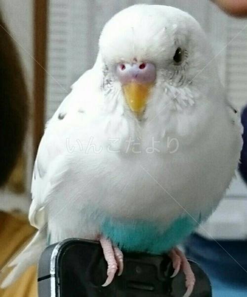 保護鳥の写真
