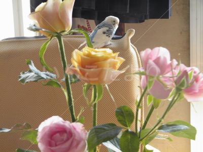迷い鳥の写真
