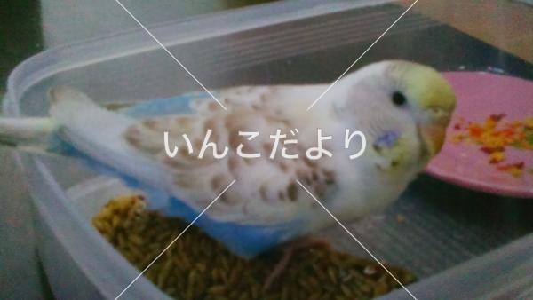 迷い鳥の写真