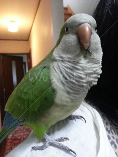 迷い鳥の写真
