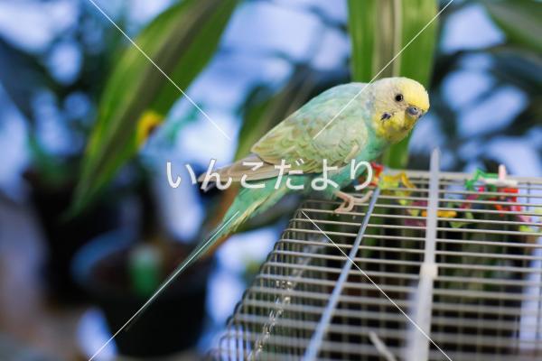 保護鳥の写真