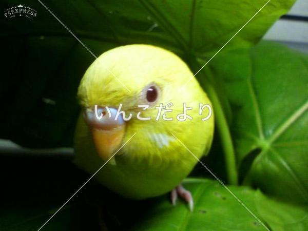 迷い鳥の写真