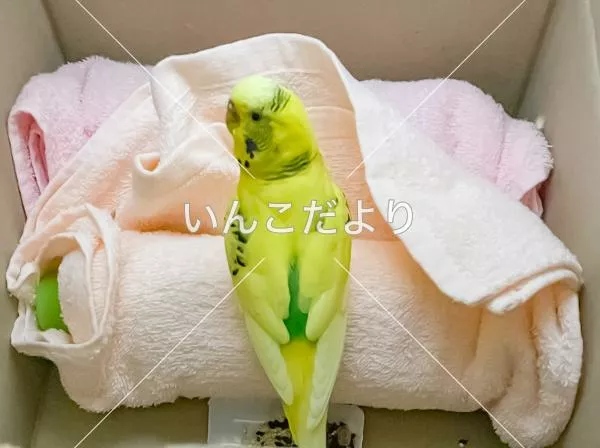 保護鳥の写真