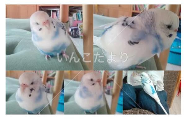 迷い鳥の写真