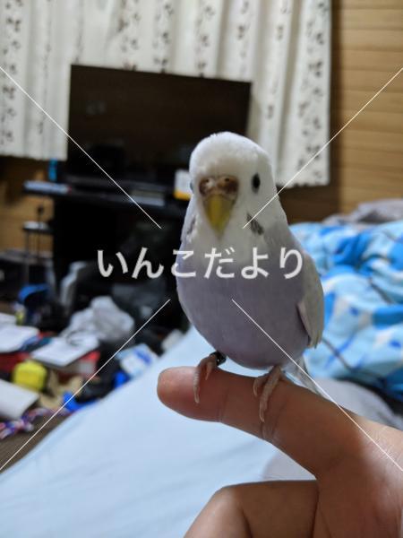 迷い鳥の写真