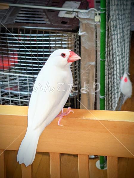 迷い鳥の写真