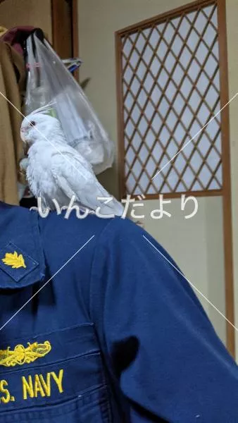 迷い鳥の写真