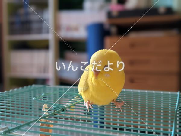 迷い鳥の写真