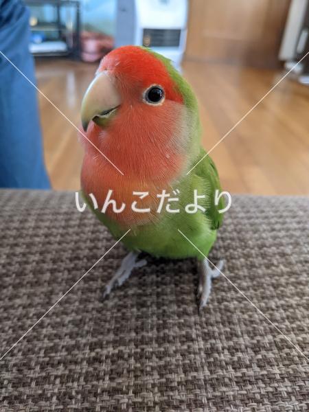 迷い鳥の写真