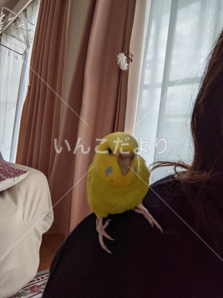 迷い鳥の写真