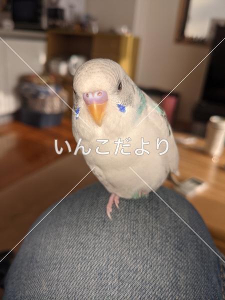 迷い鳥の写真