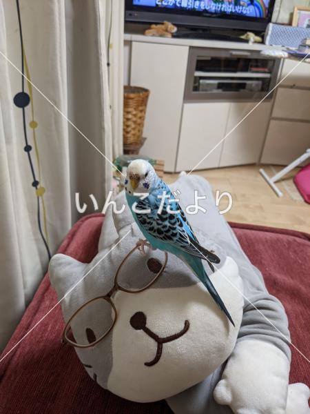 迷い鳥の写真