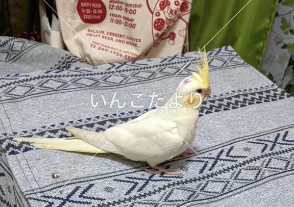 迷い鳥の写真