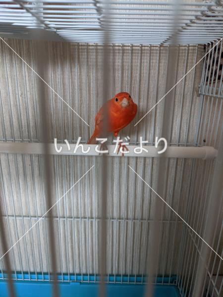 保護鳥の写真