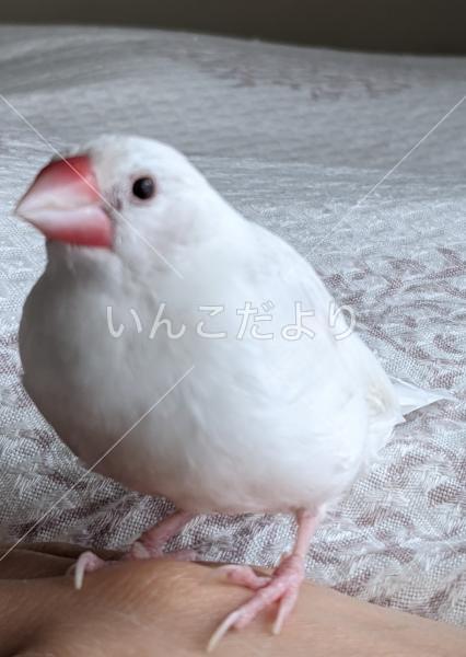 迷い鳥の写真