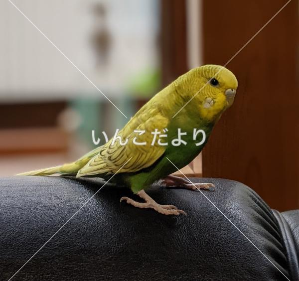 迷い鳥の写真