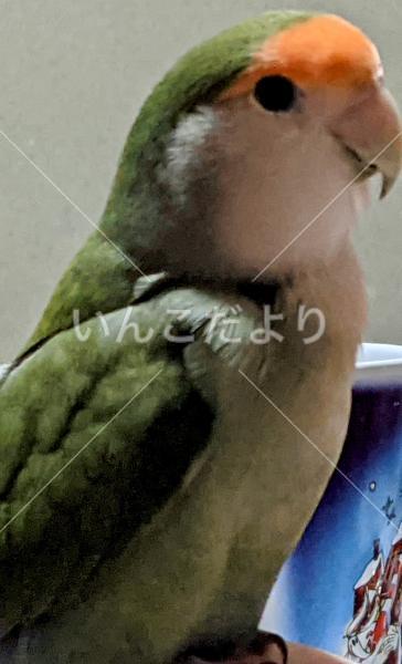 迷い鳥の写真