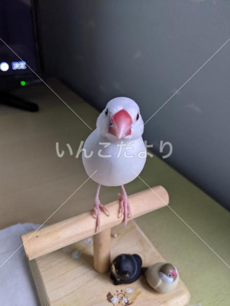迷い鳥の写真