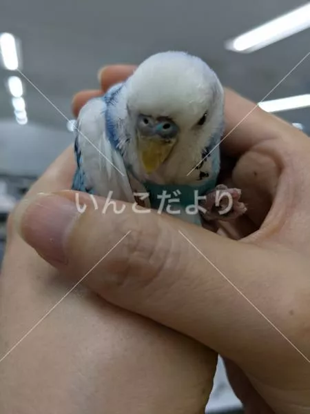 保護鳥の写真