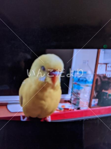 迷い鳥の写真