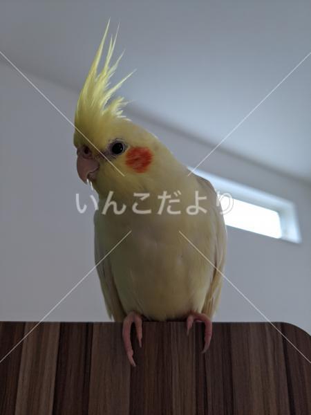 迷い鳥の写真