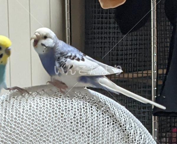 迷い鳥の写真