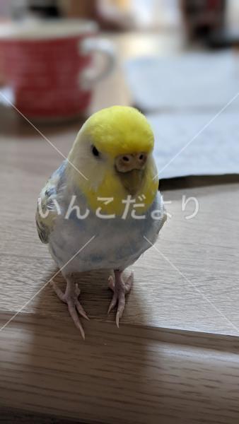 迷い鳥の写真