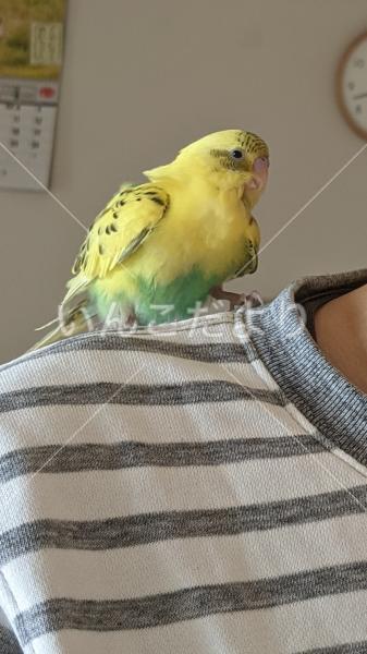 保護鳥の写真