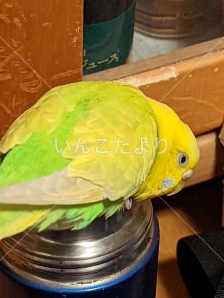 迷い鳥の写真