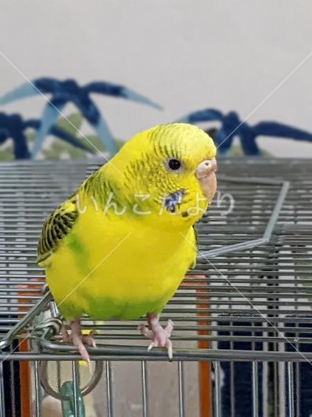 迷い鳥の写真