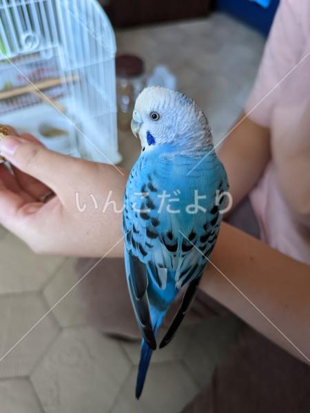 保護鳥の写真