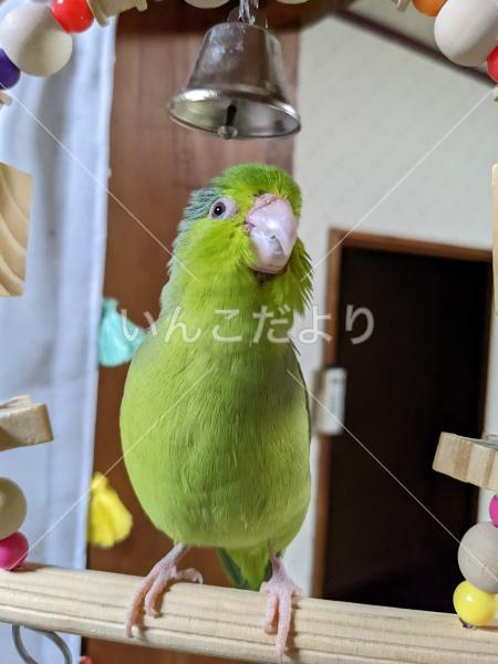 迷い鳥の写真
